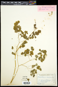 Thalictrum venulosum image