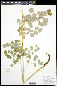 Thalictrum venulosum image