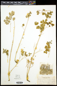 Thalictrum venulosum image