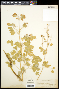 Thalictrum venulosum image