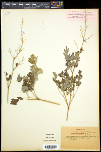 Thalictrum venulosum image