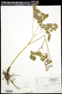 Thalictrum dioicum image