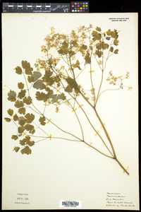 Thalictrum dioicum image