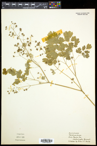 Thalictrum dioicum image