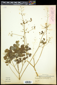 Thalictrum dioicum image