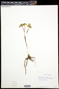 Thalictrum dioicum image