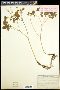 Thalictrum dioicum image