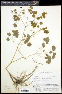 Thalictrum dioicum image