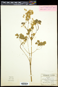 Thalictrum dioicum image