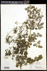 Thalictrum pubescens image