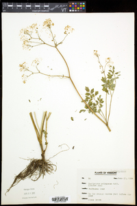 Thalictrum pubescens image