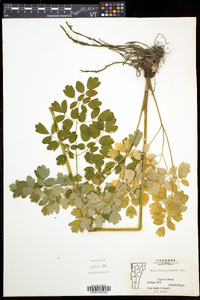 Thalictrum pubescens image