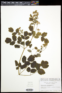 Thalictrum pubescens image