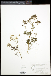 Thalictrum pubescens image