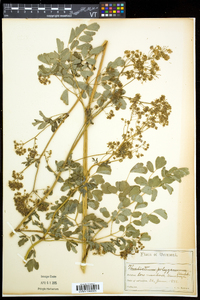 Thalictrum pubescens image