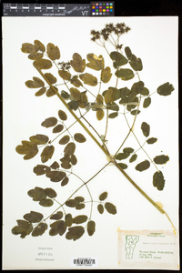 Thalictrum pubescens image