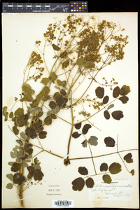 Thalictrum pubescens image