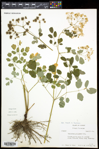 Thalictrum pubescens image