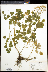 Thalictrum pubescens image