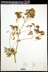 Thalictrum pubescens image