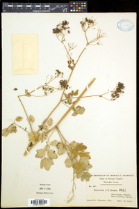 Thalictrum pubescens image