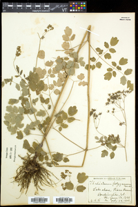 Thalictrum pubescens image