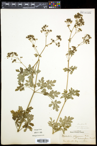 Thalictrum pubescens image