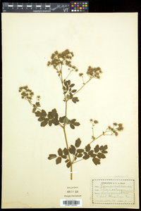 Thalictrum pubescens image