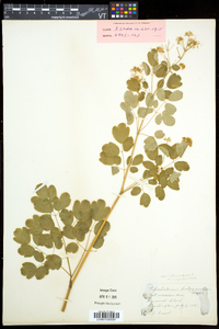 Thalictrum pubescens image