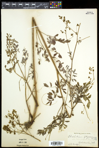 Thalictrum pubescens image