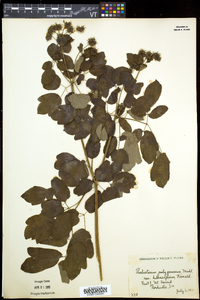 Thalictrum pubescens image