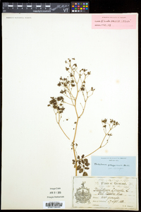 Thalictrum pubescens image