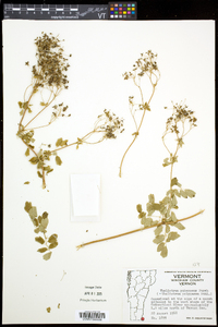 Thalictrum pubescens image