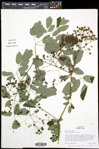 Thalictrum pubescens image