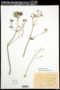 Thalictrum pubescens image