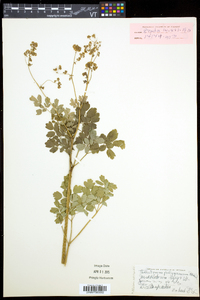 Thalictrum pubescens image