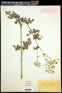 Thalictrum pubescens image