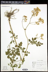 Thalictrum pubescens image