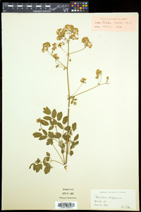 Thalictrum pubescens image