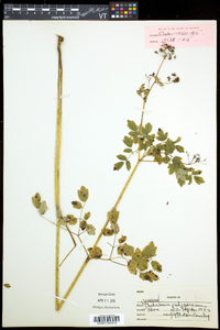 Thalictrum pubescens image