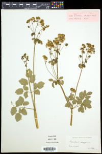 Thalictrum pubescens image