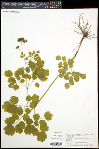 Thalictrum pubescens image