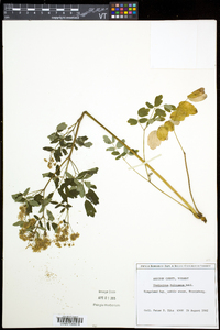 Thalictrum pubescens image