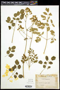 Thalictrum pubescens image