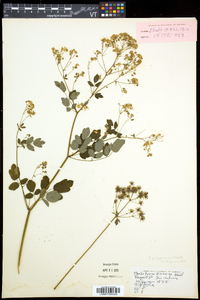 Thalictrum pubescens image