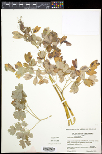 Thalictrum venulosum image