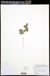 Thalictrum venulosum image