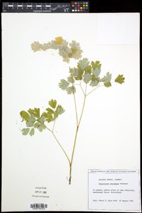 Thalictrum venulosum image