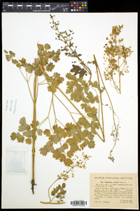 Thalictrum venulosum image