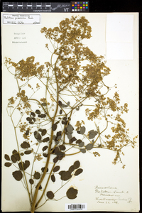 Thalictrum pubescens image